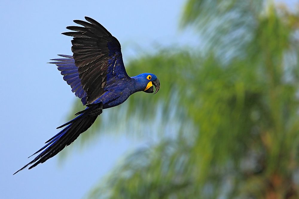 The Hyacinth macaw is the world's largest parrot.