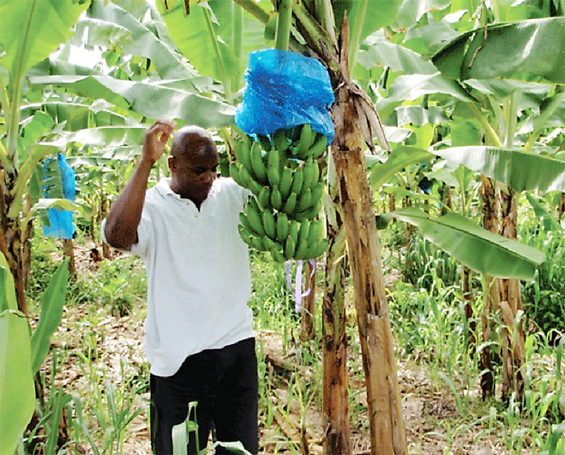 A large portion of St. Lucia's export revenues are sourced from its banana industry.