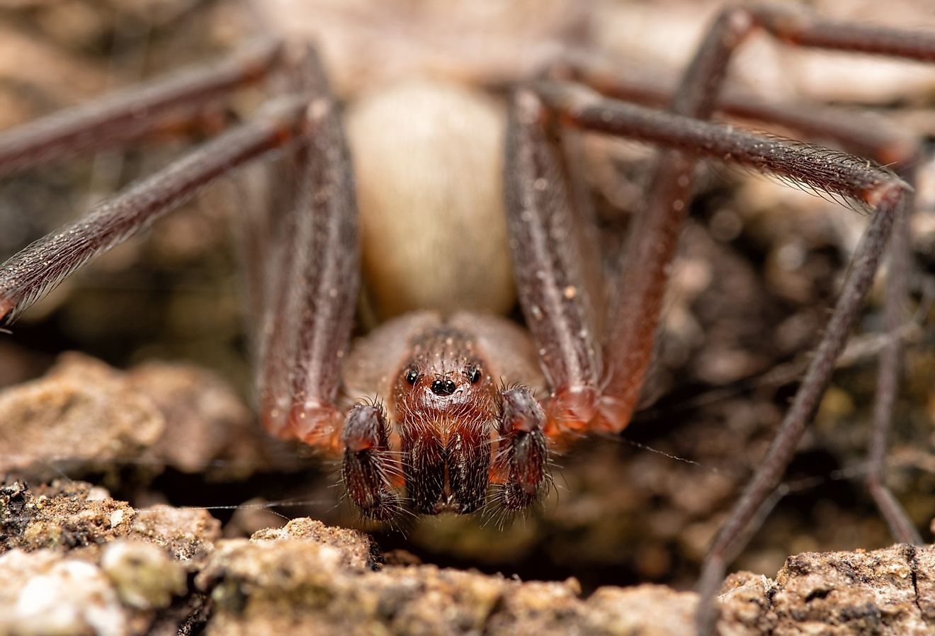 Front closeup of a Brown Recluse spider.