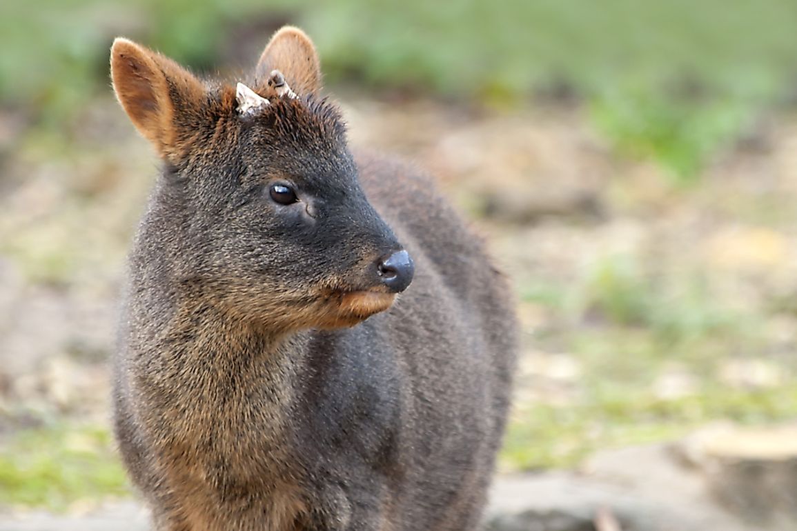 Only the male pudu grows antlers.