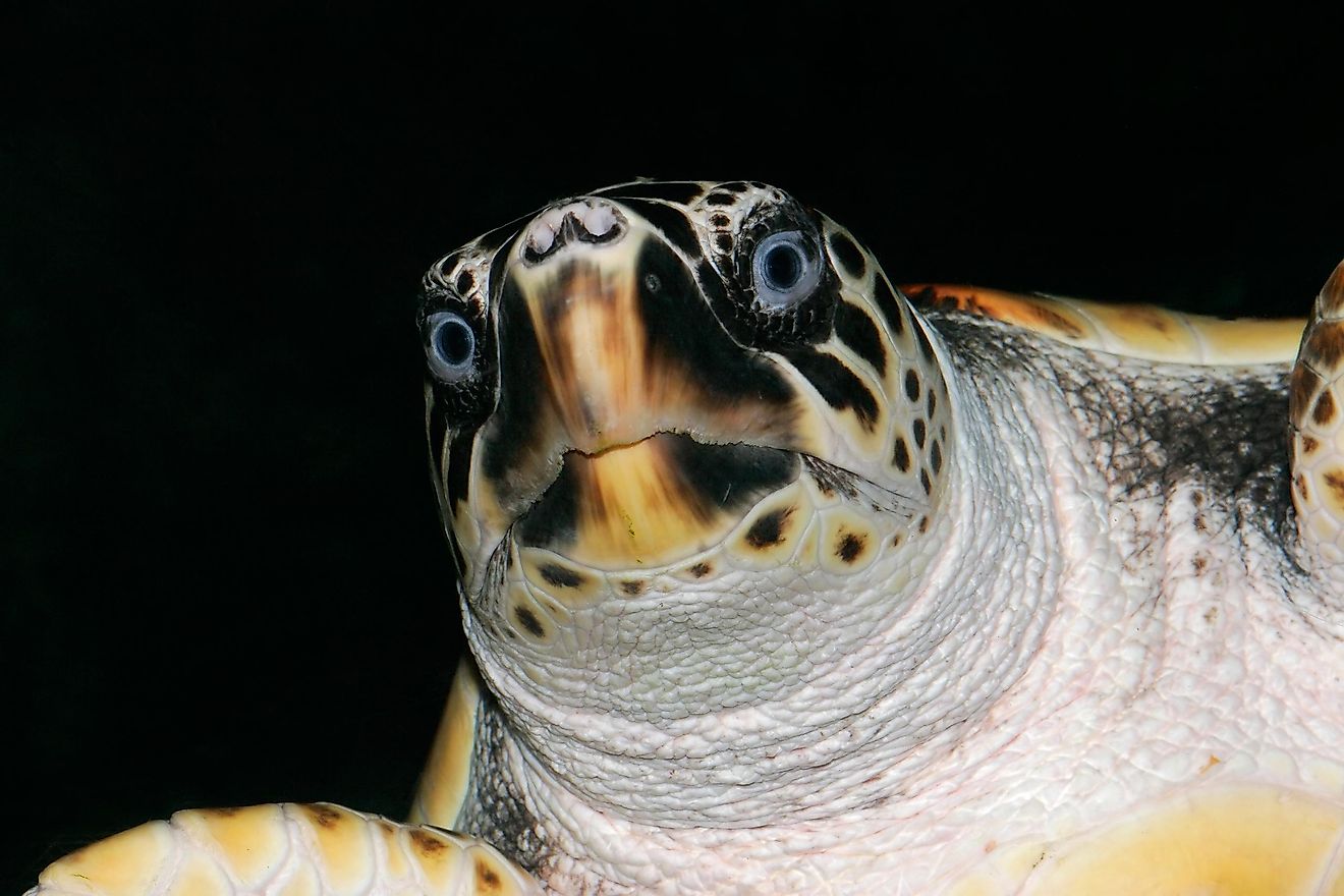 Portrait of a loggerhead turtle (Caretta caretta).