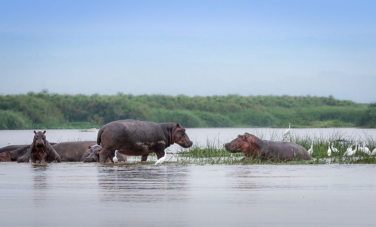 A raft/pod of hippo in Lake Albert along the Nile River.