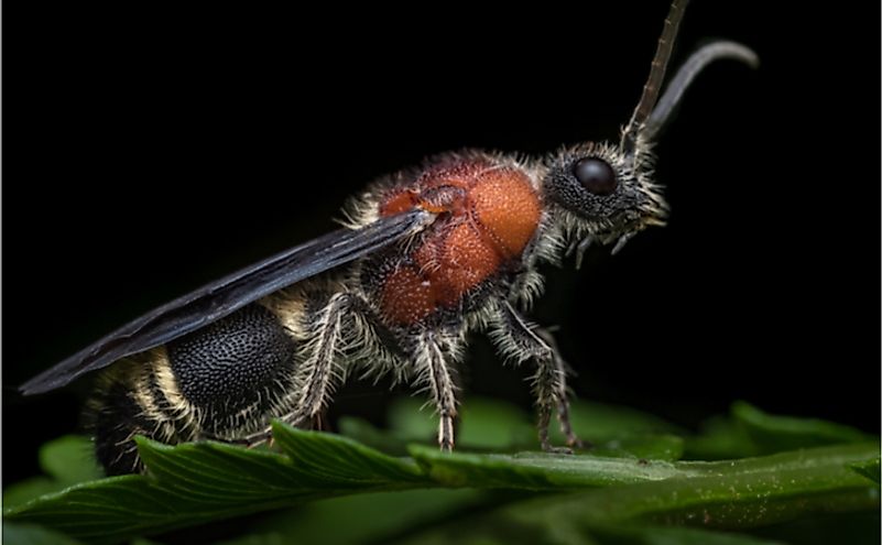 A male velvet ant