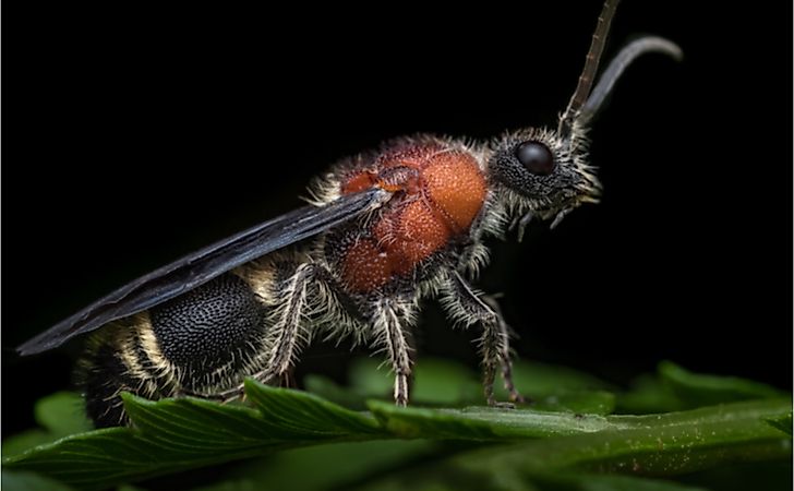 A male velvet ant