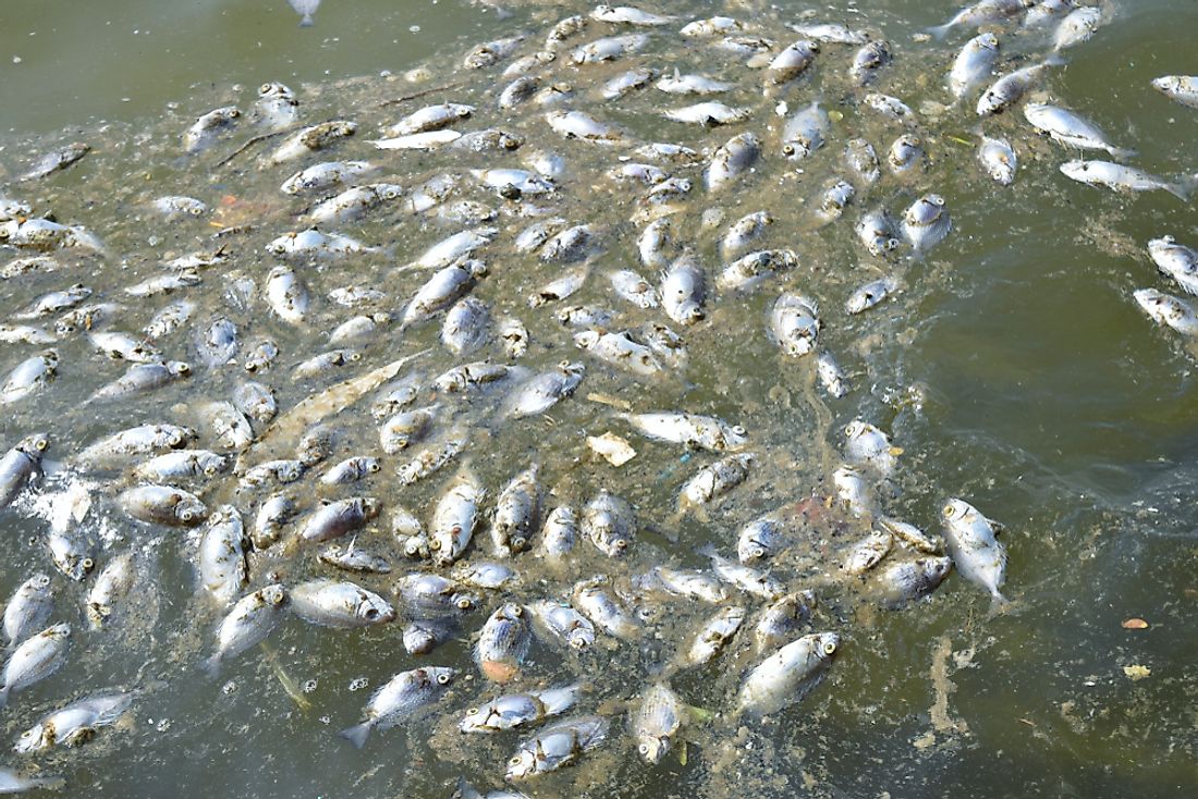 Polluted and deoxygenated water are primary causes of fish kills. 