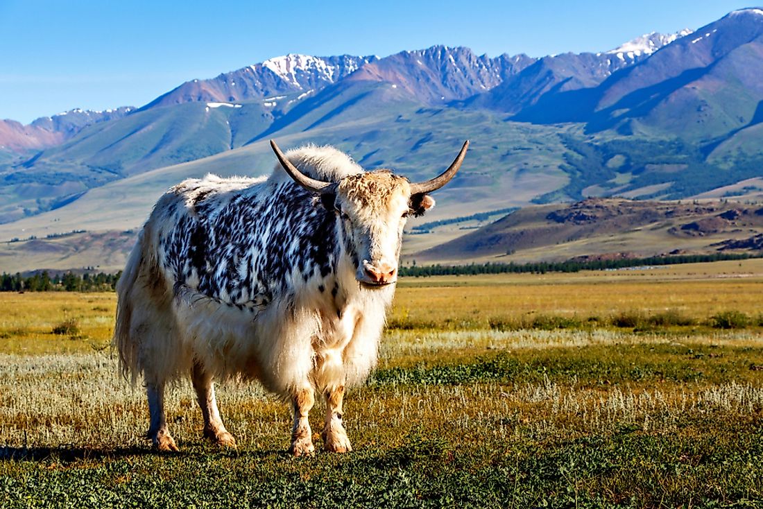 A yak in the Himalayas. 