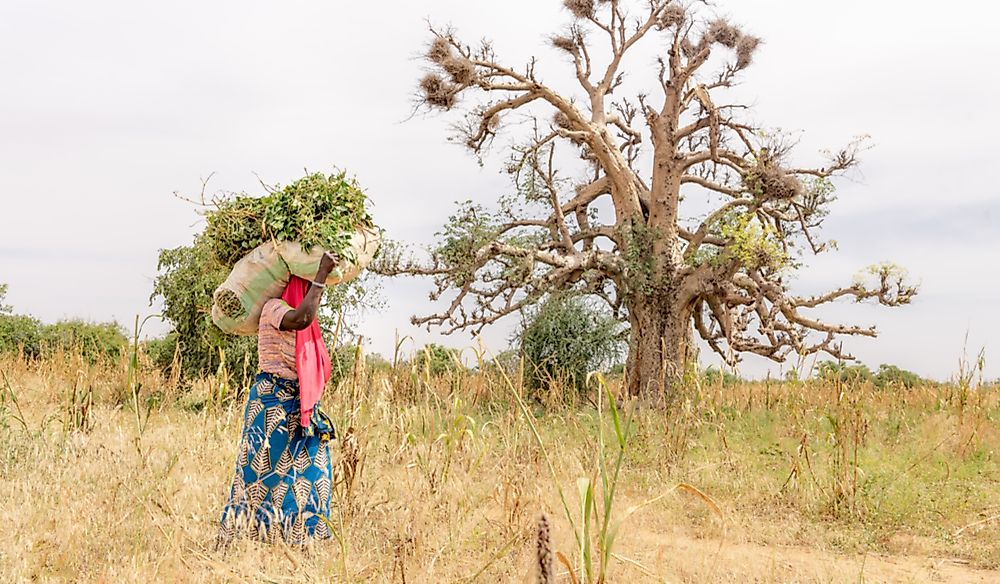 In rural areas, many women participate in agricultural work.