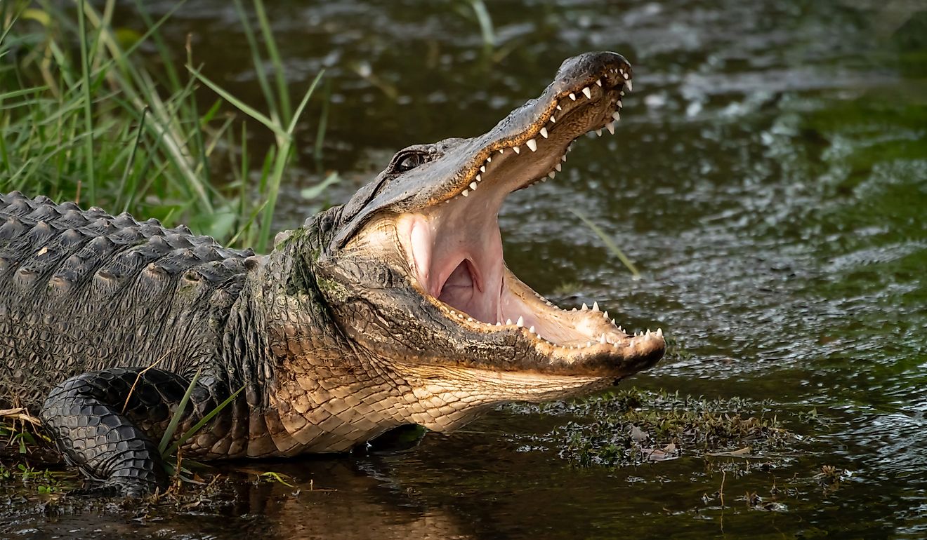 Wild American alligator with its mouth open.