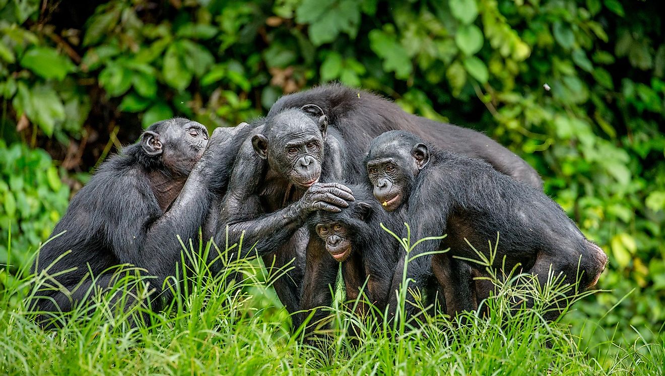 Bonobos yra nepaprastai unikalus naminių gyvūnų pavyzdys.