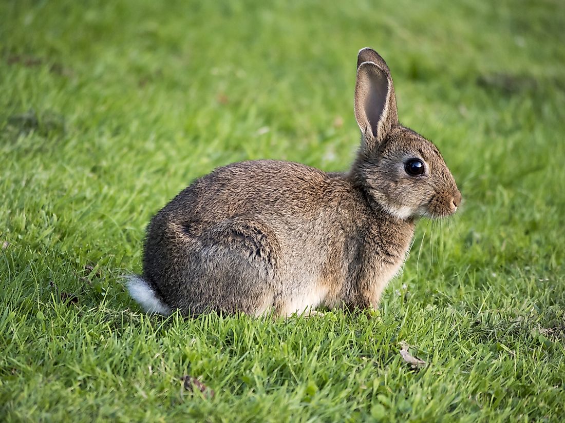 A European wild rabbit. 