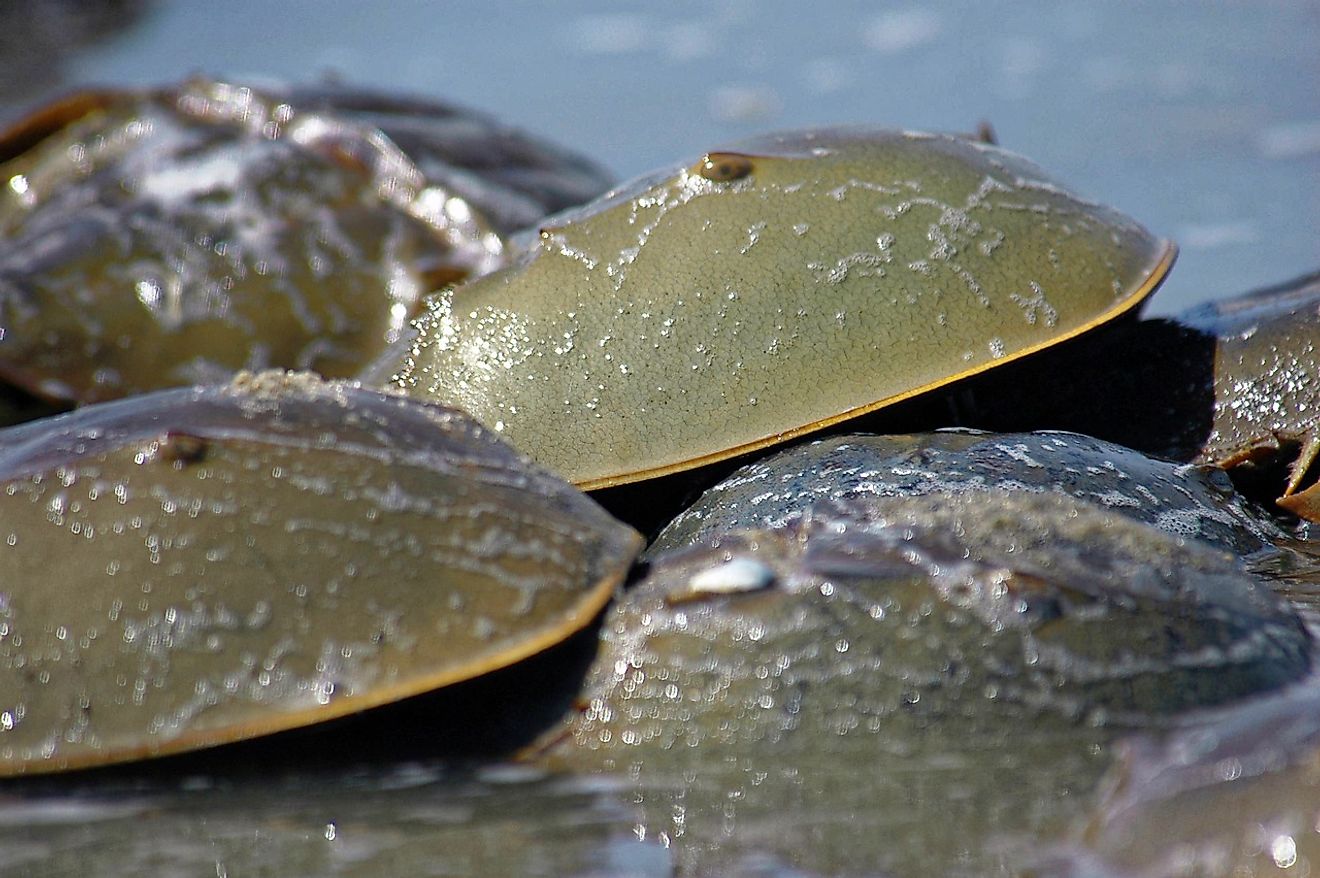 Though they may resemble crabs, Horseshoe Crabs are actually more closely related to ticks, spiders, scorpions, and mites. Photo credit: U.S. Fish and Wildlife Service, Delaware Bay Coastal Project. 