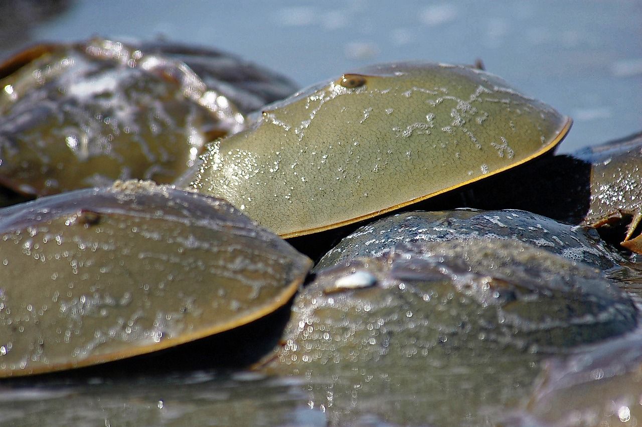 Though they may resemble crabs, Horseshoe Crabs are actually more closely related to ticks, spiders, scorpions, and mites. Photo credit: U.S. Fish and Wildlife Service, Delaware Bay Coastal Project. 