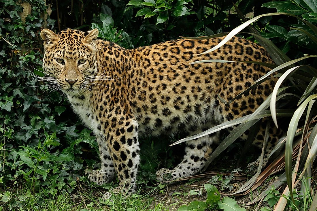 Animals Native to China - WorldAtlas