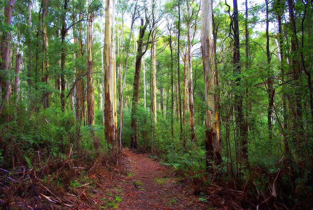 Australia's bushy landscape can be the perfect spot for snakes to live. 