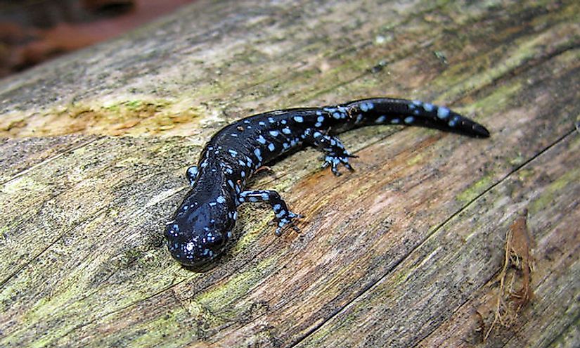 A blue-spotted salamander on a piece of wood.