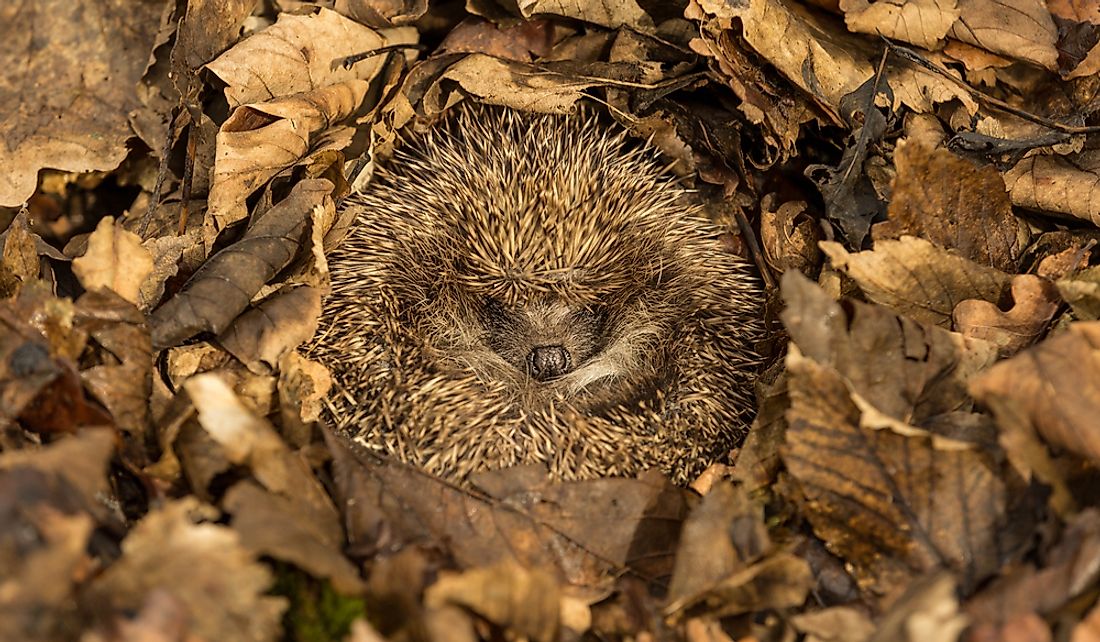 Wild European hedgehog hibernating in a pile of autumn leaves.