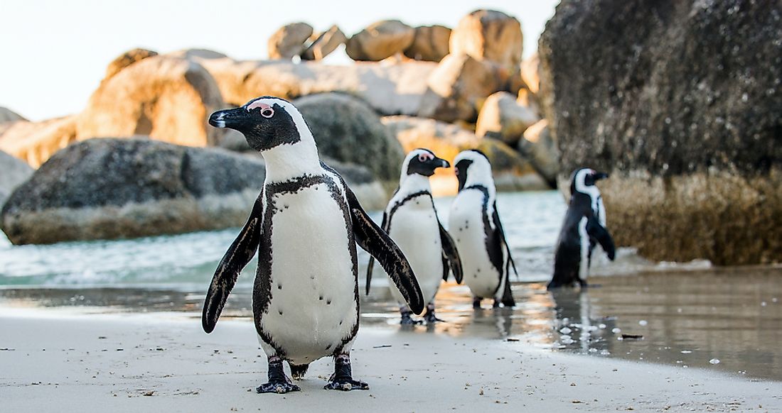 African penguins, South Africa. 