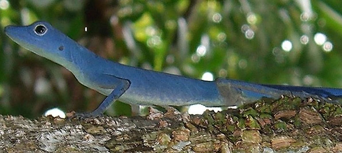A Blue Anole on a tree trunk.