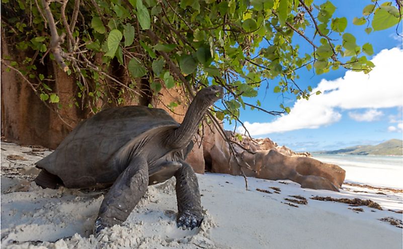 Aldabra Tortoise in Mauritius.