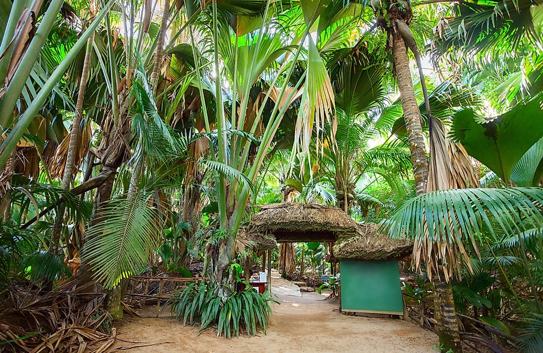 The palm forest of Vallée de Mai, a UNESCO World Heritage Site on Praslin island, Seychelles.