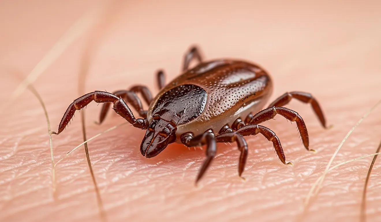 Female deer tick on hairy human skin. 