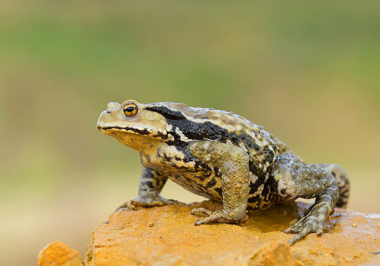 The Asiatic toad is one of many amphibians that can be found throughout Russia. 