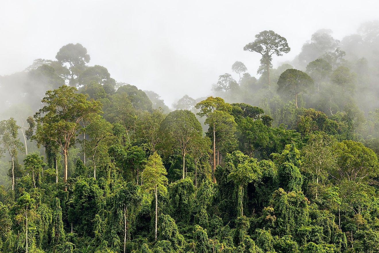 The 10 largest rainforests in the world •