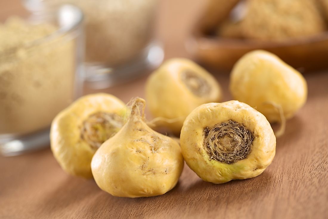 Maca is cultivated for culinary and medicinal purposes.