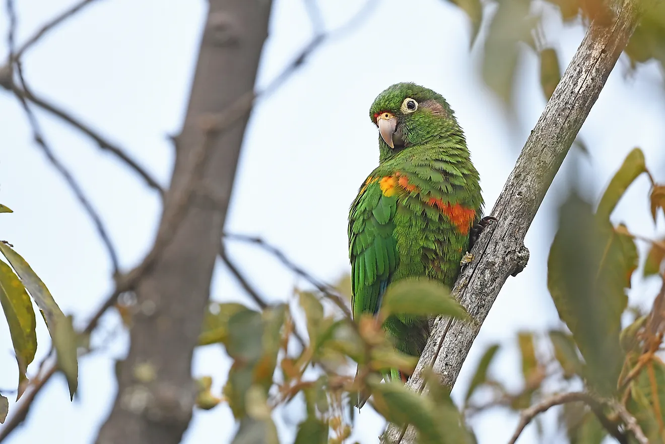 Santa Marta Parakeet. Editorial credit: Christoph Moning, CC BY 4.0, via Wikimedia Commons