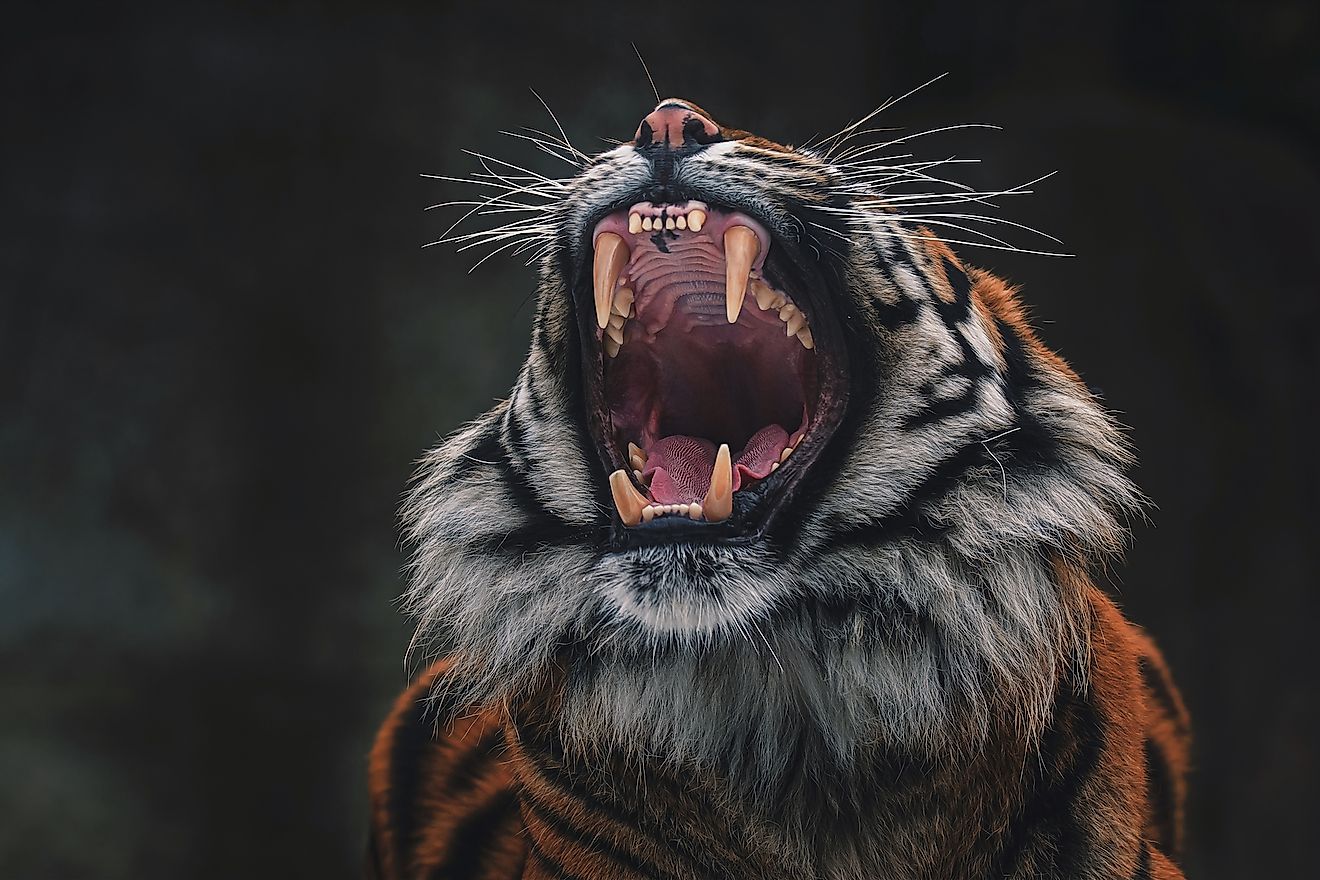A Sumatran tiger. Image credit: Ondrej Chvatal/Shutterstock.com