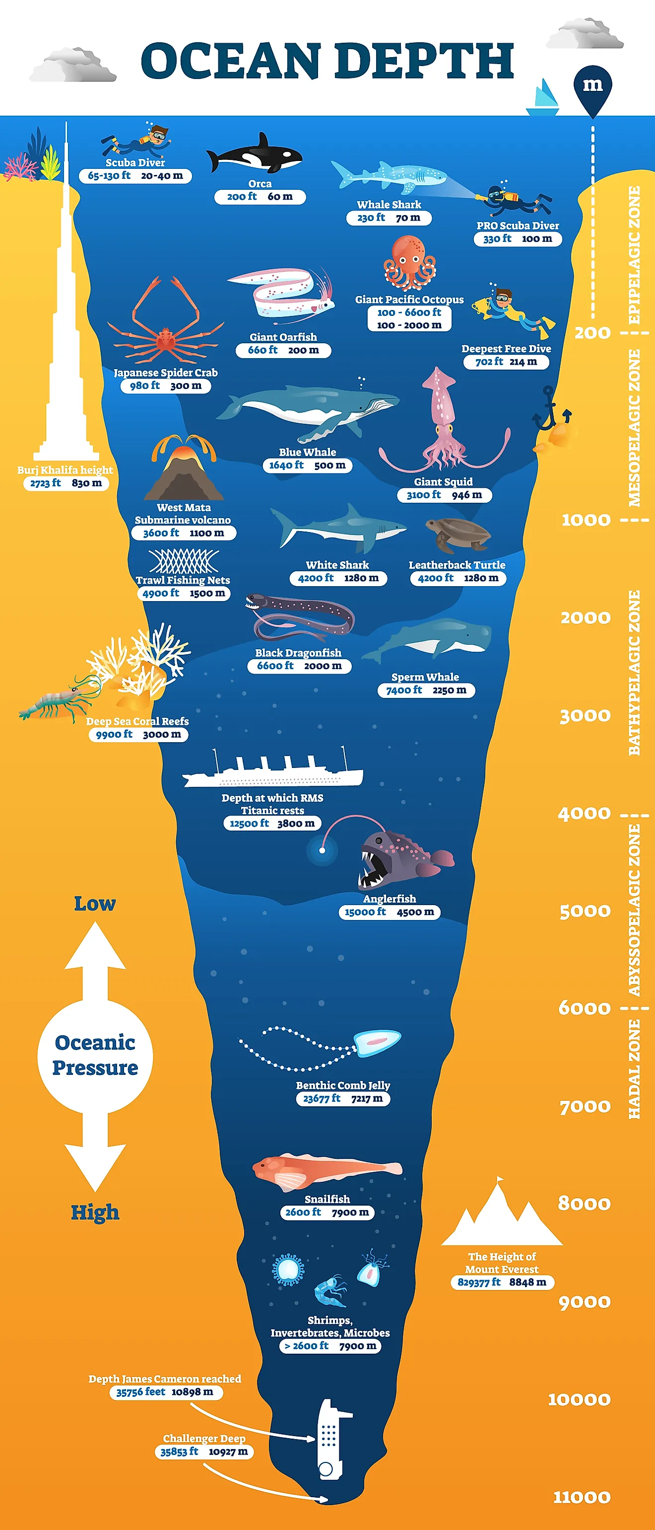 Ocean depth underwater wildlife infographic. 