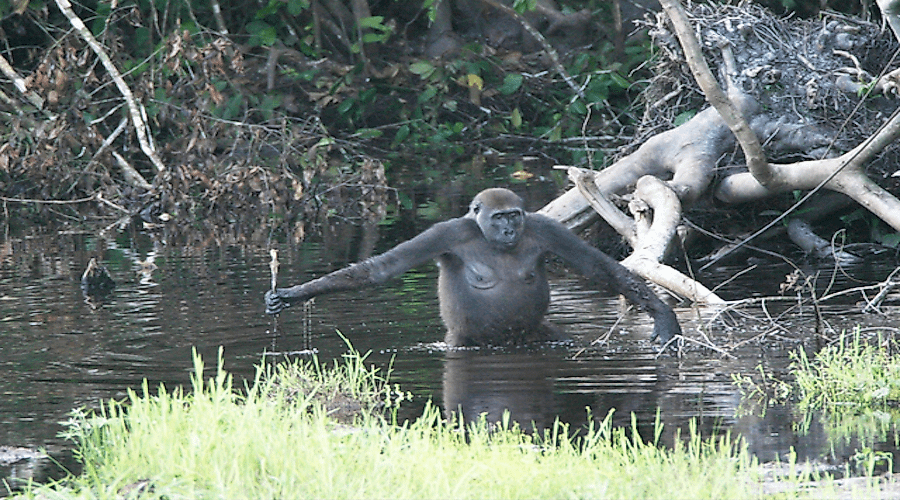 Apes have the ability to use tools and stand in an upright position, unlike monkeys.