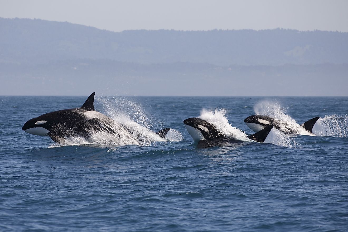Astounding Facts About Killer Whales You Would Love To Know - WorldAtlas