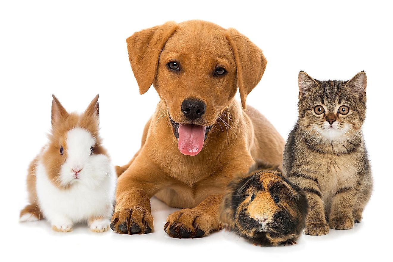 Cats top the list of the most beloved pet by Europeans living in the EU.