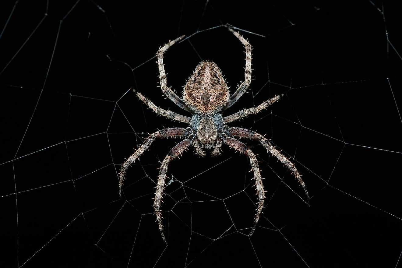 A bold, beautiful, and (to many) intimidating field spider. Notice the eight distinct legs. 