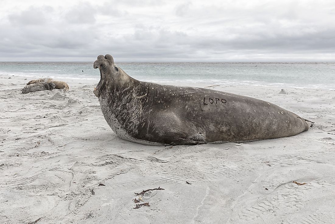Deepest Diving Marine Mammals - WorldAtlas