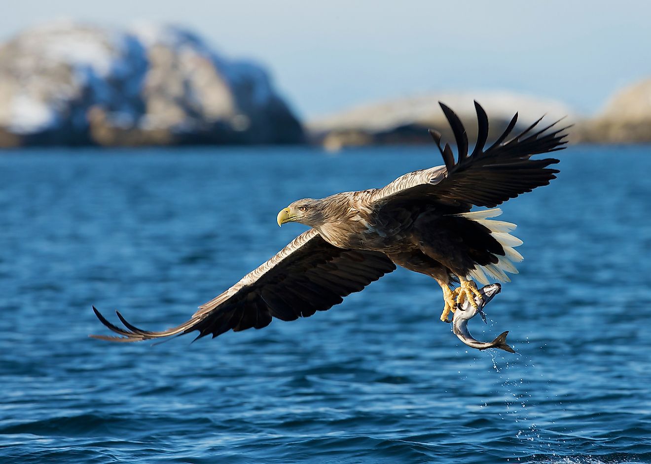 White-tailed sea Eagle (Haliaeetus albicilla), catching a fish, Norway. Image credit: Giedriius/Shutterstock.com