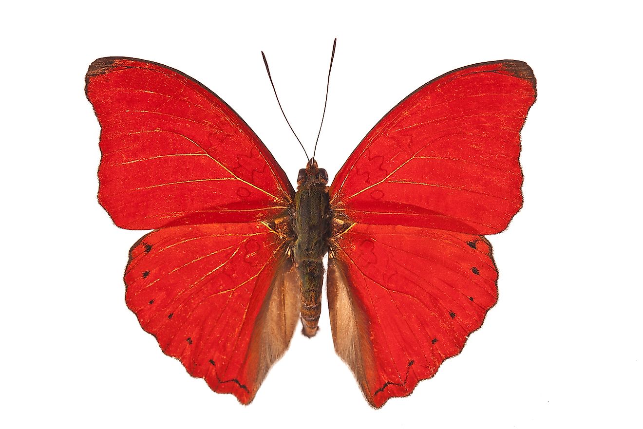 Blood Red Glider. Image credit: nexus 7/Shutterstock.com