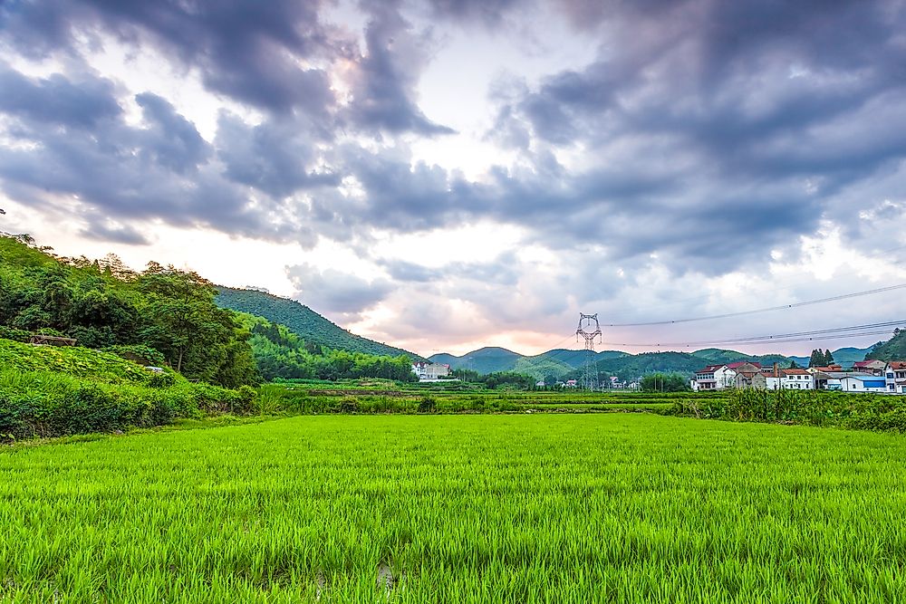 Rice fields in south China. 