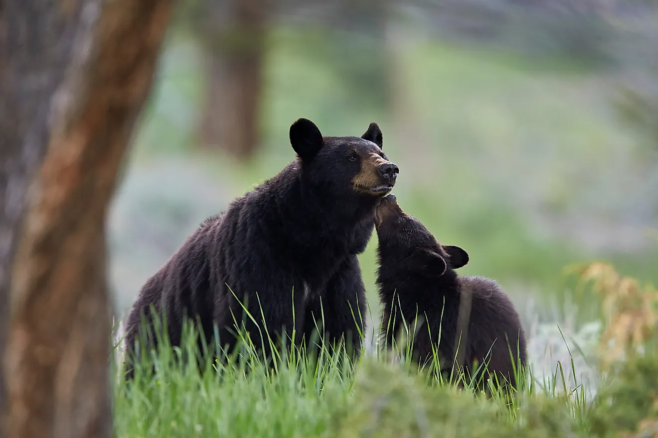Black bear (ursus americanus), sow and yearling cub, yellowstone national park, wyoming