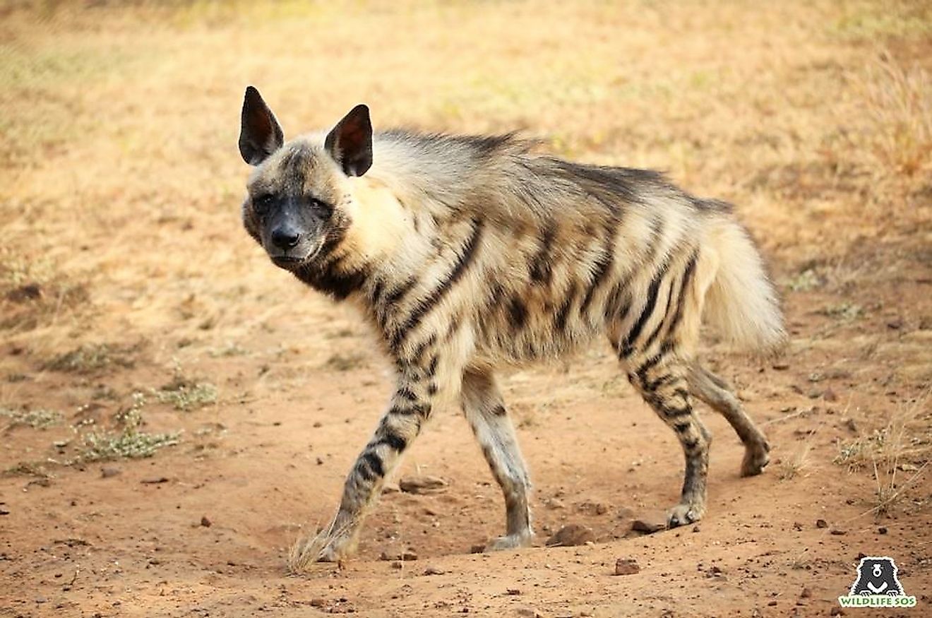 A striped hyena in India. It is a Near Threatened species. Image credit: Wildlife SOS