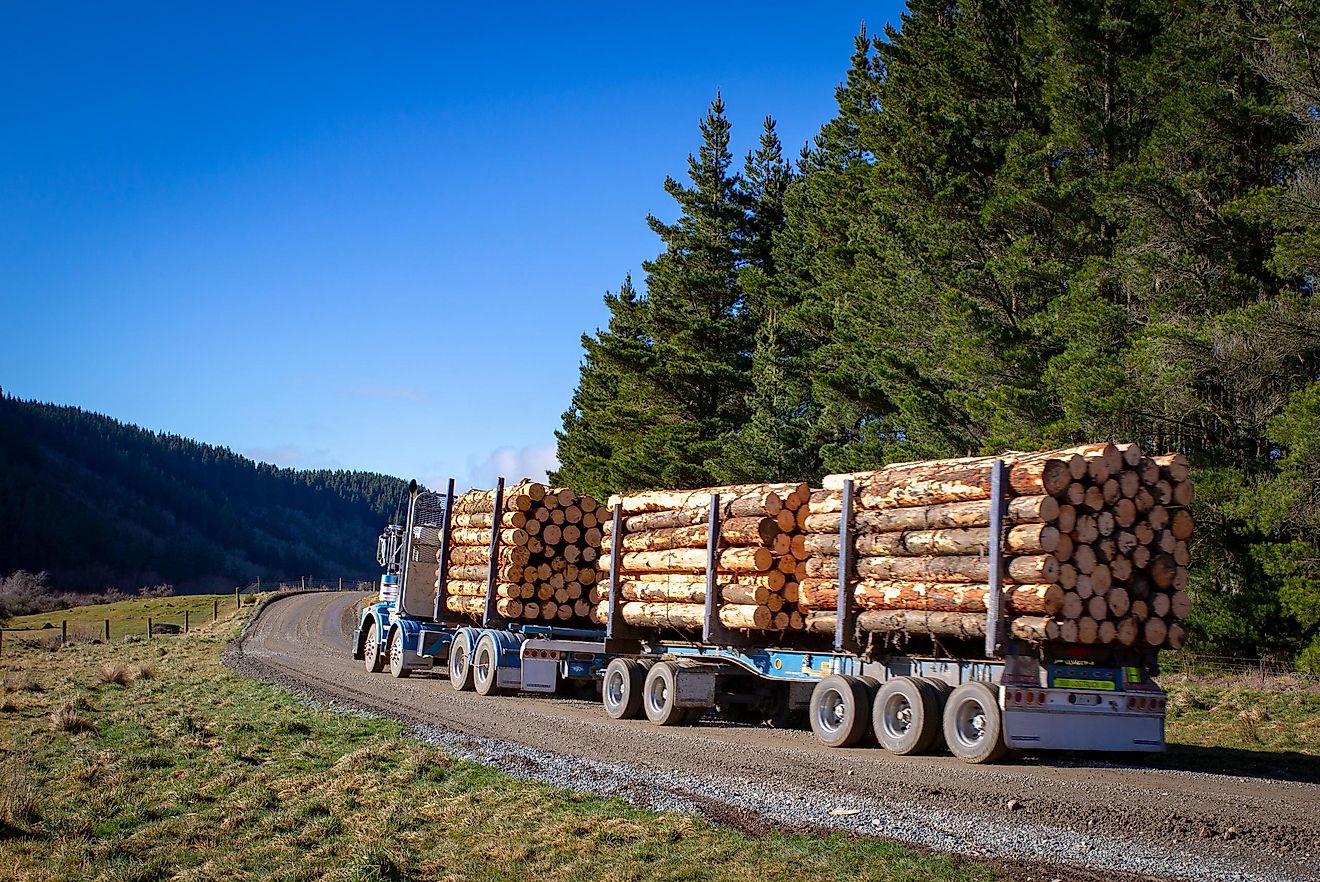 Logging is considered to be the second biggest cause of the destruction of the Amazon rainforest.