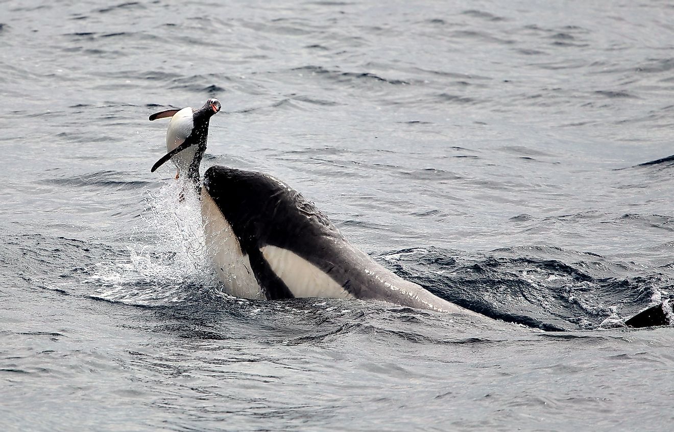 Killer whale with a penguin. Image credit: Stephen Lew/Shutterstock.com