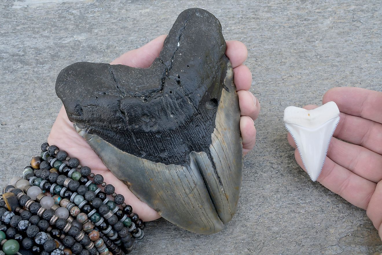 Megalodon Shark Pathological Double Tooth and Modern Great White Shark Tooth on the beach in the US