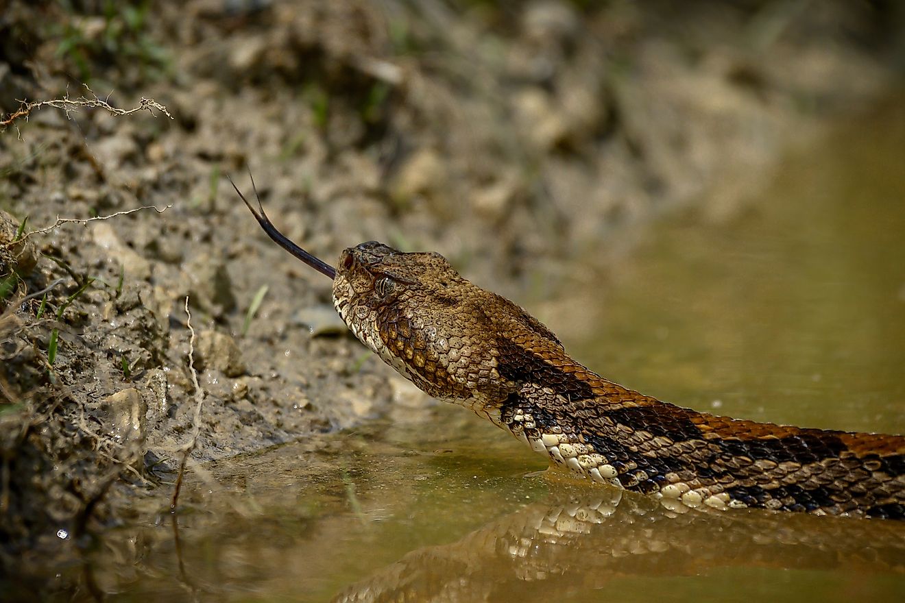A timber rattlesnake in the water.
