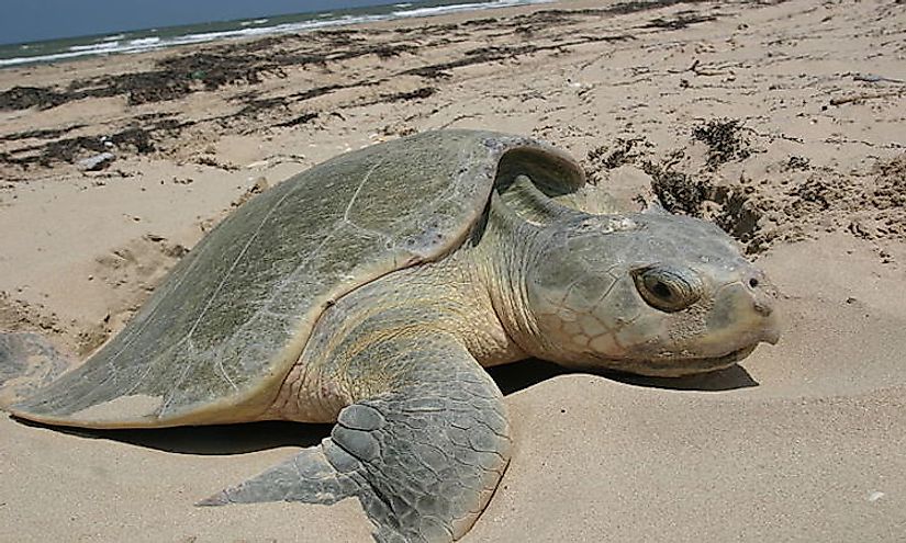  Kemp's Ridley sea turtle nesting.