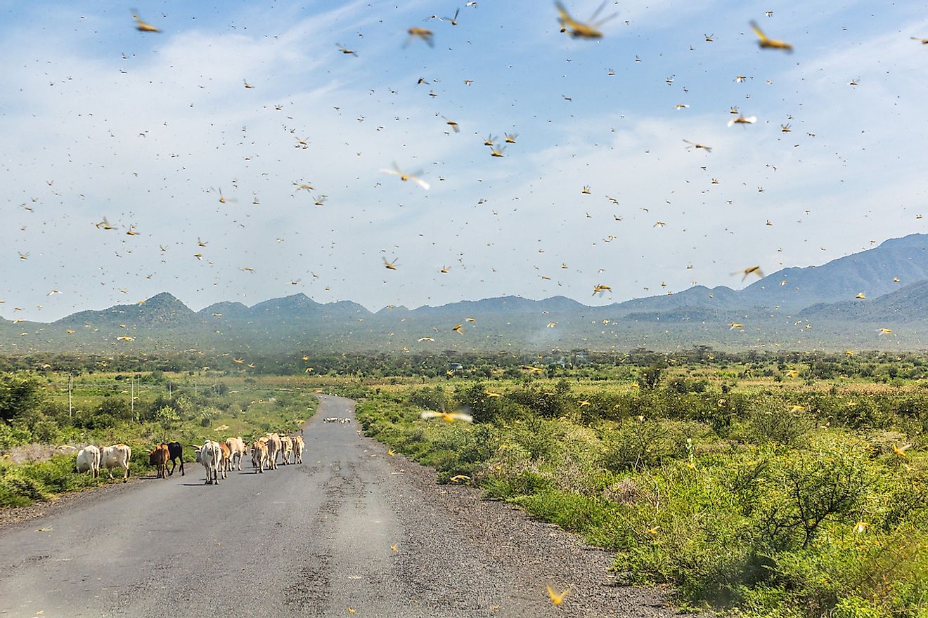 Huge swarm of locusts in Omo valley, Ethiopia. Image credit:  Matyas Rehak/Shutterstock.com