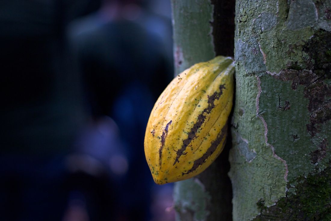 A cocoa pod in Ghana. 