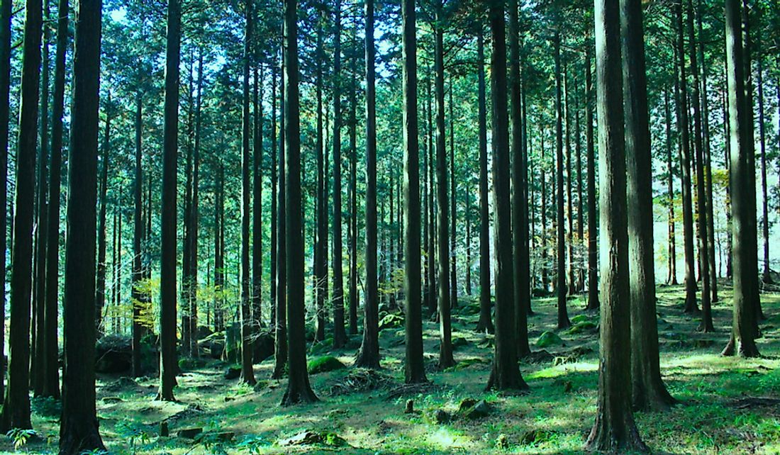 Forests in Japan have high quality and wide varieties of trees.
