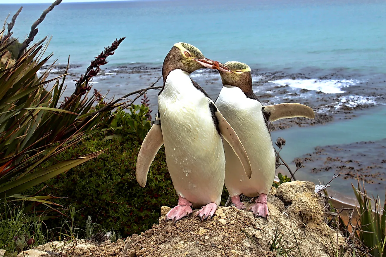 A yellow-eyed penguin pair in New Zealand.